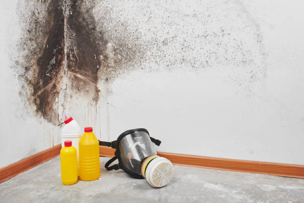 Best Emergency Mold Removal  in Jewett City, CT