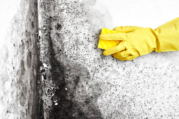 Best Certified Mold Removal  in Jewett City, CT