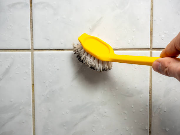 Best Toxic Mold Removal  in Jewett City, CT