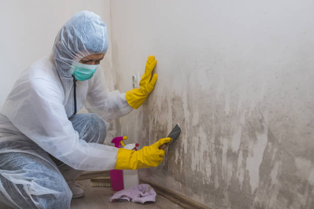 Best Mold Cleaning Services  in Jewett City, CT