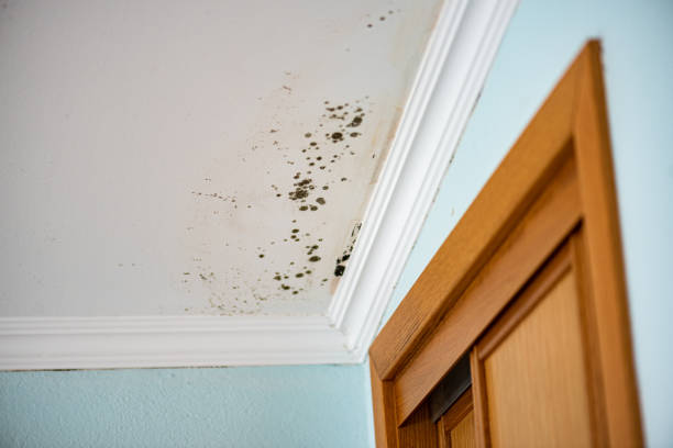 Best Home Mold Removal  in Jewett City, CT