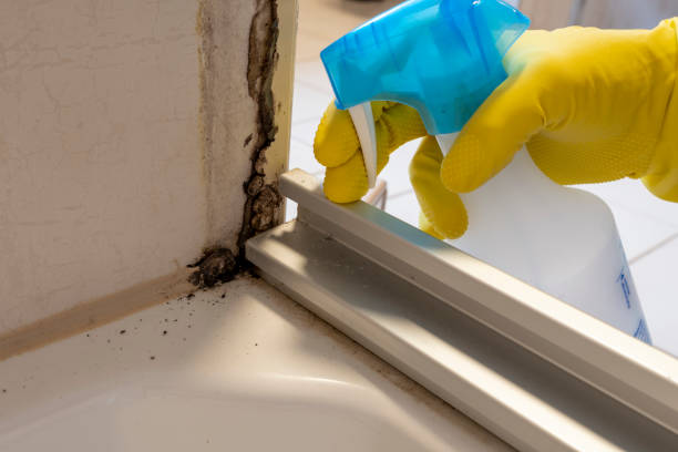 Best Mold Testing  in Jewett City, CT