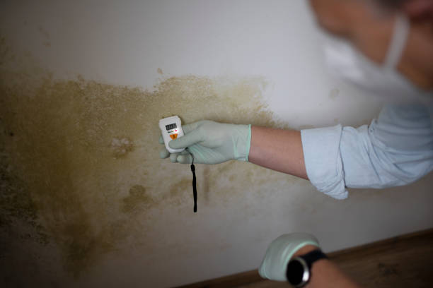 Jewett City, CT Mold Removal Company