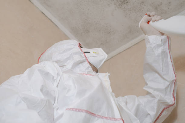 Best Professional Mold Removal  in Jewett City, CT