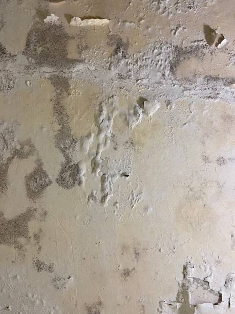 Best Office Mold Removal Services  in Jewett City, CT