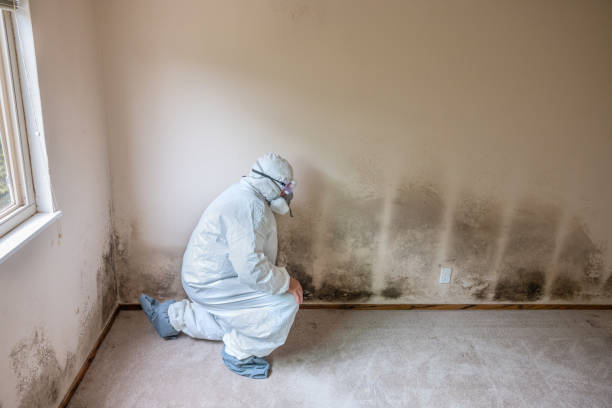 Best Mold Testing  in Jewett City, CT