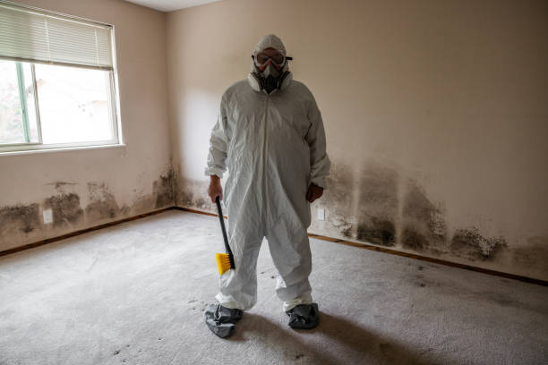 Best Local Mold Removal Service  in Jewett City, CT