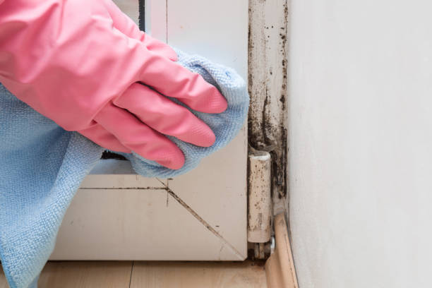 Home Mold Removal in Jewett City, CT
